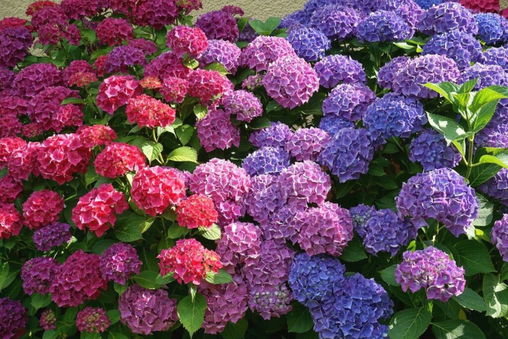 Caring for your Hydrangea