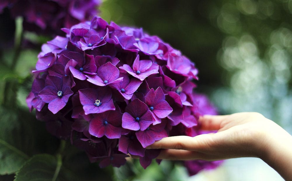 hydrangea_2