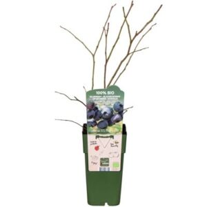 Vaccinium corymbosum Blue Dessert in Pot 15cm
