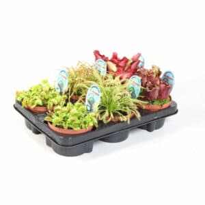 Carnivorous plants in Pot 9cm