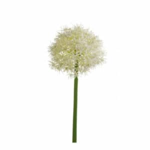 Artificial Allium Stem 65cm White