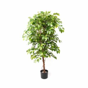 Ficus deluxe vine tree 140cm in plastic pot