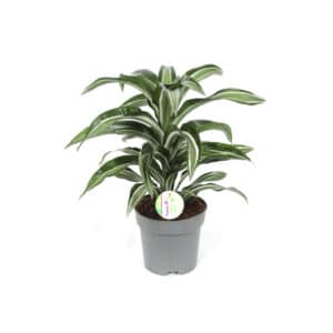 Dracaena fr. Comp. Jade Jewel in Pot 17cm