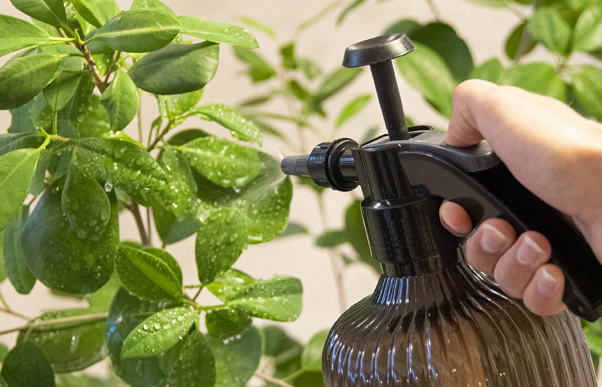 Creating Humidity for Indoor Plants: A How-To Guide - Dossier Blog