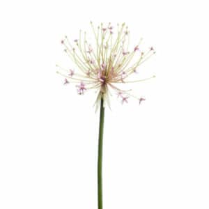 Artificial Allium Open Pink 105cm