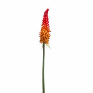 Artificial Kniphofia Spray Orange 85cm