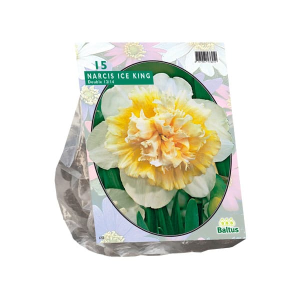 Narcis Ice King x 15 bulbs - Sherries Estates