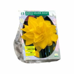 Narcis Golden Ducat - 15 Bulbs