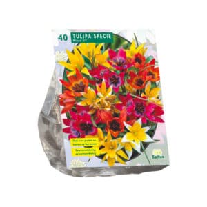 Tulip Species Mix - 40 Bulbs