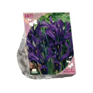 Bees & Butterflies - Iris Reticulata Blue X30 Bulbs