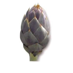 Carciofo Spinoso Di Palermo in Pot 11cm
