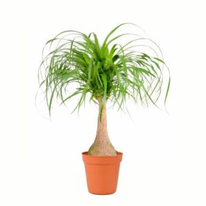 Beaucarnea Dritta H40cm in Pot 19cm