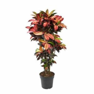 Croton Iceton in Pot 27cm