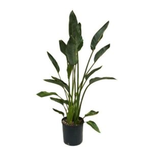 Strelitzia Regina in Pot 20cm