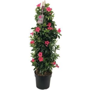 Mandevillea in Pot 24 cm