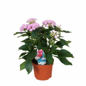 Pentas in Pot 14cm