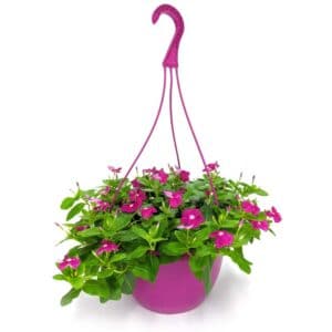 Vinca in Basket 19cm