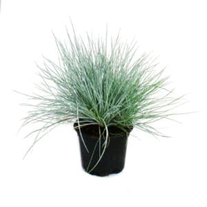 Festuca Glauca In Pot 17cm