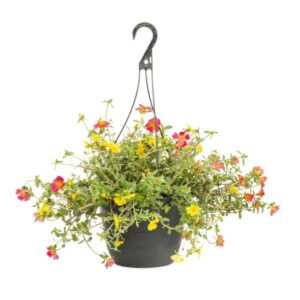 Portulaca in Basket 14cm