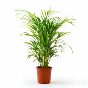 Areca in Pot 21cm H110-130cm