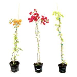 Bouganvillea in Pot 18cm