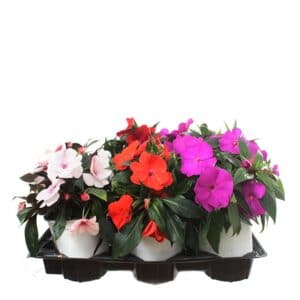Impatiens New Guinnea in Pot 15 cm