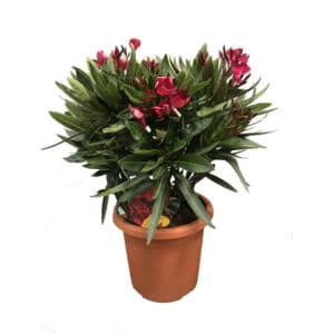 Nerium Oleander Cespuglio in Pot 18cm