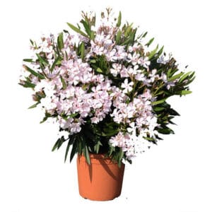 Nerium Oleander Cespuglio in Pot 26cm