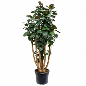 Poliscias Fabian In Pot 35cm H150cm