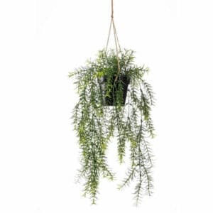 Artificial Asparagus Hanging 50cm in Pot