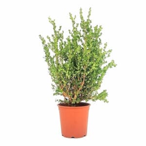 Buxus Microphylla Faulkner in Pot 28cm (Clt.10)