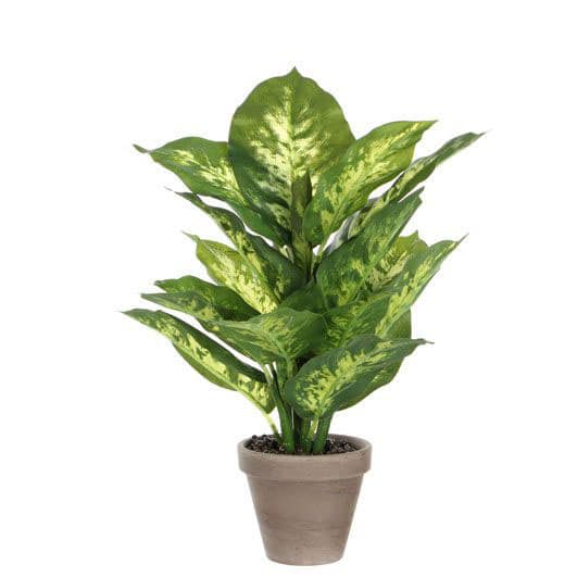 Artificial Dieffenbachia Green in Pot Stan Grey D11.5cm - Sherries Estates