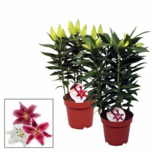 Lilium in Pot 17cm