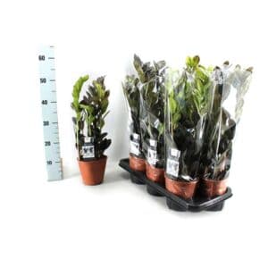 Zamioculcas Zamiifolia Raven in Pot 17cm