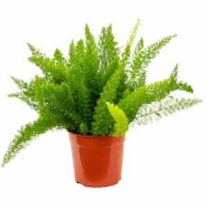 Asparagus Meyer in Pot 18cm