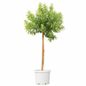 Arbutus Unedo in Pot 37cm (Clt. 25) Mezzo Fusto