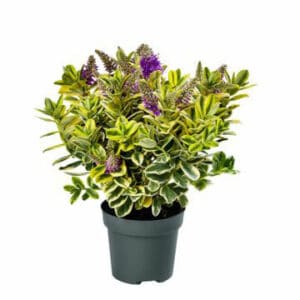 Hebe Andersonii in Pot 18cm