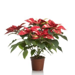Poinsettia Glitter in Pot 14cm