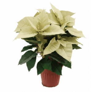 White Poinsettia in Pot 14cm