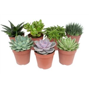 Succulent in Pot 5.5cm