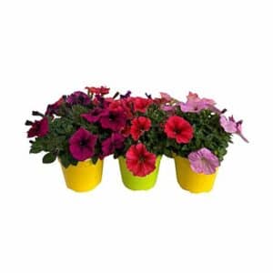 Petunia in Pot 14cm