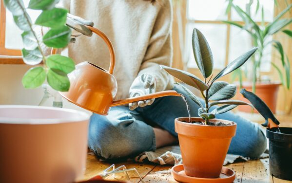 Houseplants watering