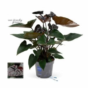 Anthurium Black Love in Pot 12cm