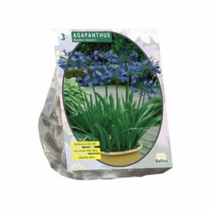 Agapanthus Dark Blue x3 bulbs