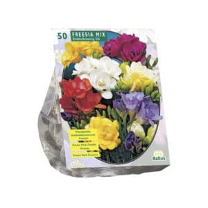 Double-Flowered Freesia Mixed (Scented) - Value Pack of 50