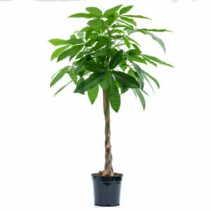 Pachira in Pot 24cm H120-140