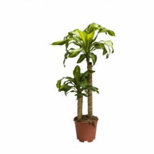 Dracaena Massaneana H60-30cm