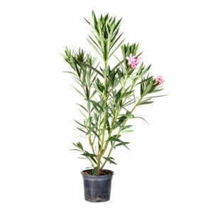 Nerium Oleander in Pot 15cm
