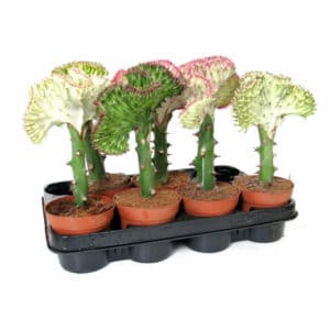 Euphorbia Lac Cristata 10.50cm