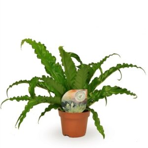 Asplenium Antiquum Osaka in Pot 12cm